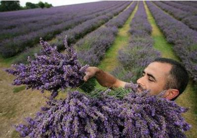 英国最宜居的萨里郡Horley小镇